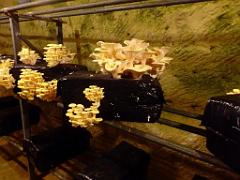 149 MUSEE DU CHAMPIGNON A  SAUMUR 2016 2_000028